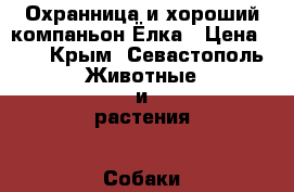 Охранница и хороший компаньон Ёлка › Цена ­ 1 - Крым, Севастополь Животные и растения » Собаки   
